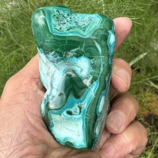 Malacholla Freeform